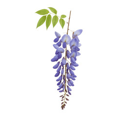PNG Elegant purple wisteria flower illustration.