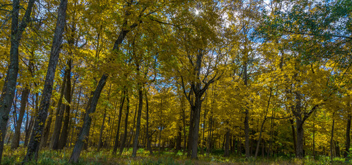 Obraz premium Autumn in the golf course