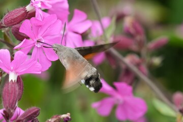Obraz premium Hummingbird Hawk Moth, Macroglossum stellatarum feeding on pink Silene flower