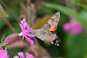 Obraz premium Hummingbird Hawk Moth, Macroglossum stellatarum feeding on pink Silene flower