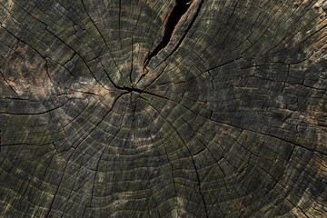 The rough, uneven top surface of an aged hardwood stump worn down by weather conditions, showing visible rings and cracks.