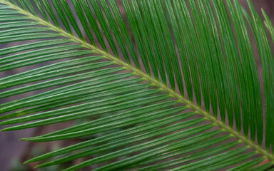 Fototapeta premium Close-up of a green palm leaf with detailed texture and natural pattern. Tropical plant foliage background with soft focus and organic lines, ideal for nature concepts, botanical design.