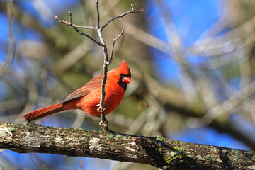 Adult northern cardinal red bird perched in bare tree against a blurry winter background.