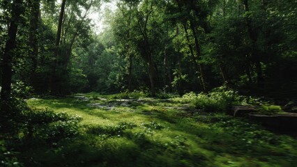 Obraz premium Lush green forest landscape scene