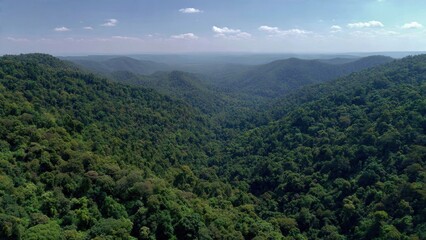 Fototapeta premium Lush Green Forest Landscape under Blue Sky