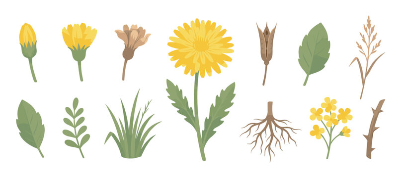 Botanical illustration set of dandelion life cycle and wildflowers showing the plant's growth from bud to seed, including roots, leaves, and other meadow elements in a flat vector style