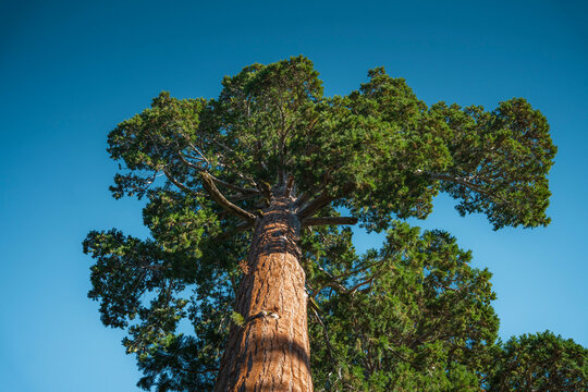 Giant sequoia tree top, low angle view perspective  over clear blue sky background in Sequoia National Park, California, USA.