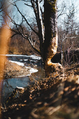 Obraz premium Mossy Tree Trunk by Stream in Bieszczady Forest