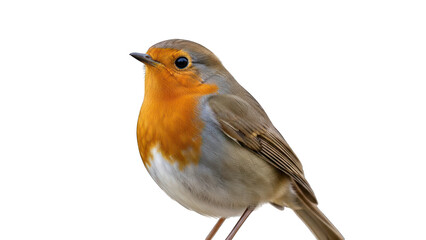 Close-up of a vibrant European robin with its characteristic orange breast isolated on black