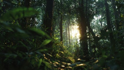 Lush green forest with sunlight streaming through