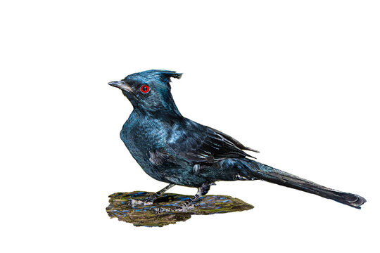 Phainopepla (Phainopepla nitens) Photo, Wading in Water Against a Transparent, Isolated PNG Background...This Bird is Generally Seen as all Black, But Sunlight Reflects its Cobalt Blue Feathers