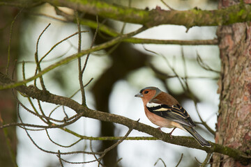Chaffinch bird perching on a tree branch. Santona, cantabria