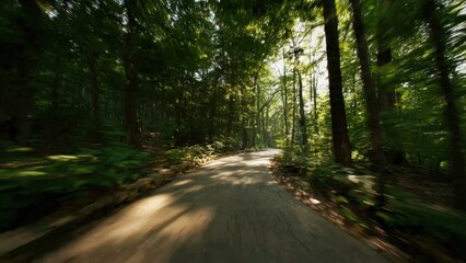 Obraz premium Sunlit Forest Road