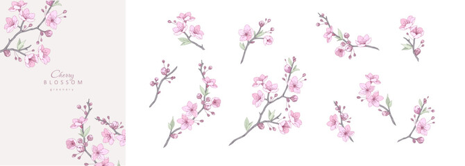 Set of cherry blossoms flowers and brunch. Spring Detailed background with botanic floral elements for Valentines day invitation, wallpaper art or save the date card