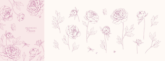 Set of pink peonies flowers and brunch. Detailed botanic floral collection for Valentines day invitation, wallpaper art or save the date card. Botanical vector