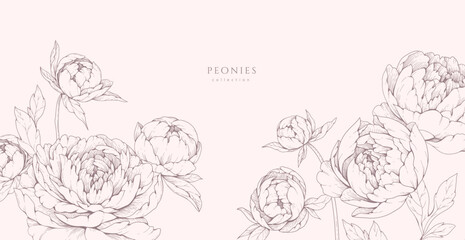 Fototapeta na wymiar Peonies blooming. Spring background with flowers and brunch. Detailed botanic floral collection for Valentines day invitation or wallpaper