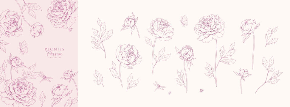 Set of pink peonies flowers and brunch. Detailed botanic floral collection for Valentines day invitation, wallpaper art or save the date card. Botanical vector