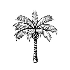 A minimalist black and white illustration of a palm tree on transparent background