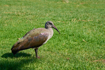 A bird with a long beak on green grass.