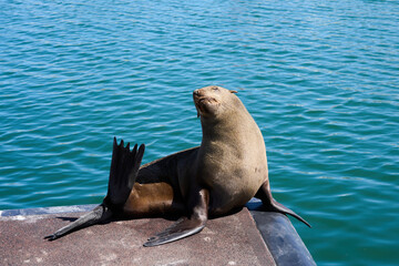 Seal in the rays of the sun on the shore.