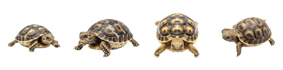 Obraz premium Four Tortoise Poses PNG Set Isolated on White Background - Realistic Testudines Graphics for Nature Education, Wildlife Biology, and Conservation Projects