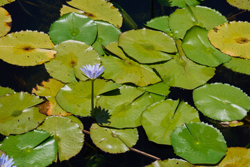 Flowering water lilies on the pond in the rays of the sun.