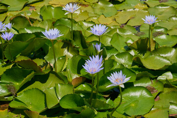 Flowering water lilies on the pond in the rays of the sun.