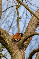 A red panda nestles comfortably on a tree branch, enjoying a tranquil moment in its zoo habitat.