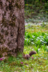 A squirrel explores the lush grass near a tall tree surrounded by gentle lilac chess flowers.
