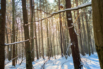Cold Winter Forest on Frosty Morning