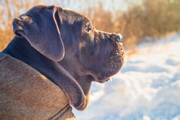 Cane Corso on Cold Winter Walk Outdoors