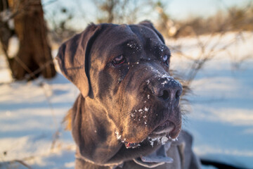Cane Corso on Cold Winter Walk Outdoors