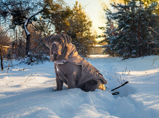 Cane Corso on Cold Winter Walk Outdoors