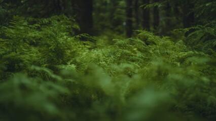 Obraz premium Lush Green Ferns in Forest