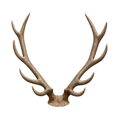 Fototapeta premium PNG Realistic antler decorative element.