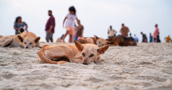Homeless street dogs sleeping on the beach of Goa, India, abandoned stray pet, indian pariah dog, crowd of people