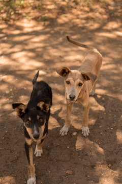Zwei S&uuml;&szlig;e Hunde in Tansania, Afrika