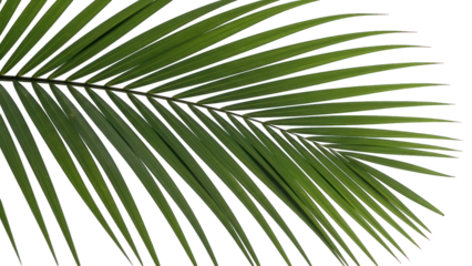Close-up of a vibrant green palm frond against a stark black background