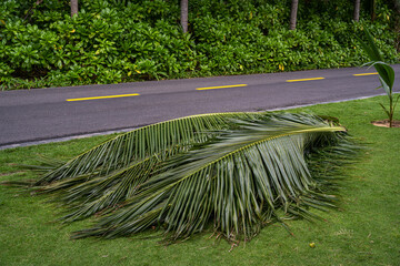 Green palm branches lie on the lawn near the road