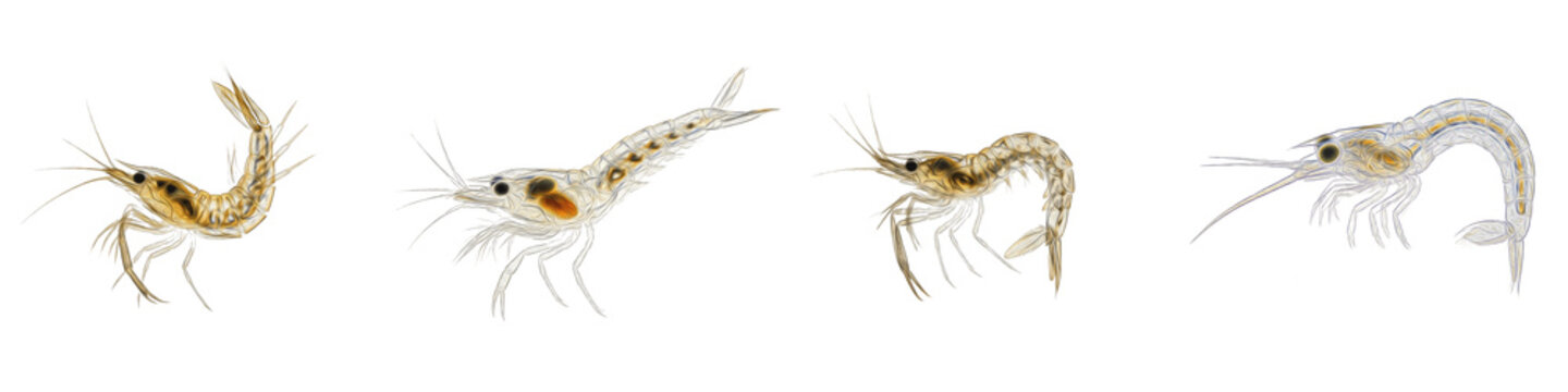 Four Shrimp Larva Poses PNG Set Isolated on White Background - Realistic Crustacean Development Graphics for Marine Biology, Ocean Life Education, and Scientific Design