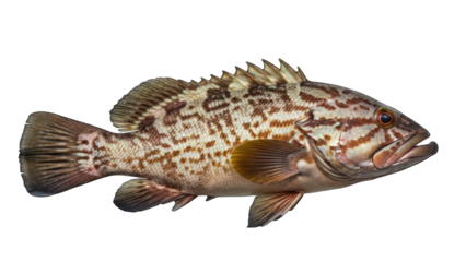 Side profile of a colorful, mottled fish with spiky dorsal fins and vibrant patterns