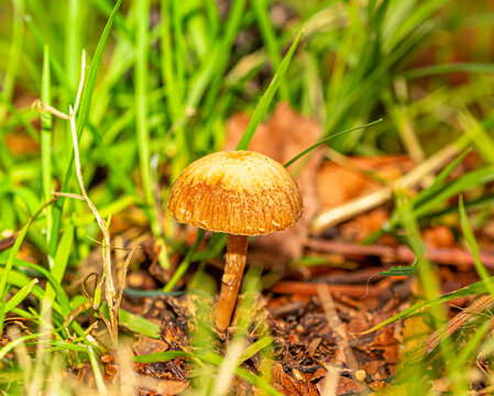 setas al aire libre en un jard&iacute;n