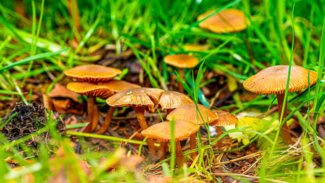 setas al aire libre en un jard&iacute;n