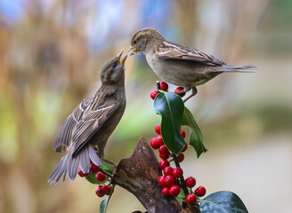 Sparrows in winter, due to lack of food, fight over the food offered!