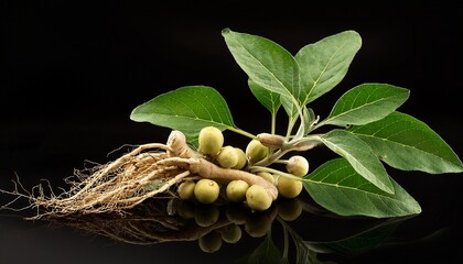 fresh ashwagandha plant with roots leaves and berries on black background herb medicinal isolated on white background cut out