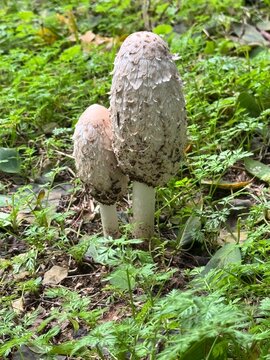 The Shaggy Mane Mushroom: Coprinus comatus