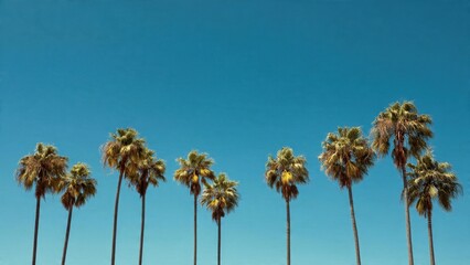 Obraz premium Palm trees against clear blue sky
