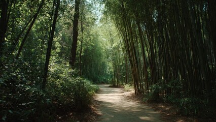 Obraz premium Path through a serene bamboo forest