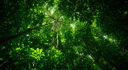 Fototapeta premium Looking up through dense green foliage and a twisting vine in a jungle canopy, representing nature's richness, vibrancy, and the tranquility of a forest