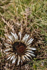 A stemless carline thistle flower (Carlina acaulis) surrounded by dry grass. Nature showcases its beauty in this area.